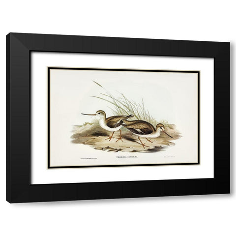 Terek Godwit-Terekia cinerea Black Modern Wood Framed Art Print with Double Matting by Gould, John