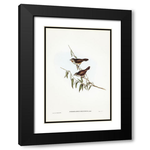 Brown Red-throat-Pyrrholaemus brunneus Black Modern Wood Framed Art Print with Double Matting by Gould, John
