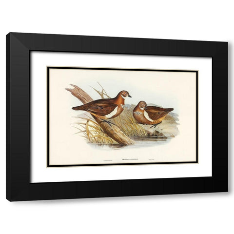 Smiths Partridge Bronze-wing-Geophaps Smithii Black Modern Wood Framed Art Print with Double Matting by Gould, John