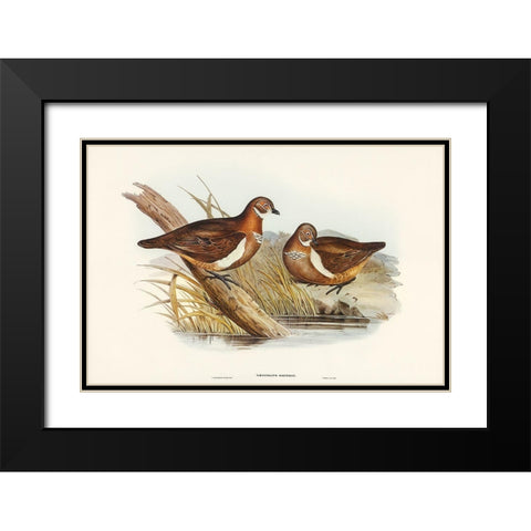 Smiths Partridge Bronze-wing-Geophaps Smithii Black Modern Wood Framed Art Print with Double Matting by Gould, John