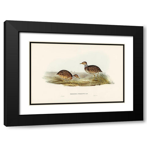 Collared Plain Wanderer-Pedionomus torquatus Black Modern Wood Framed Art Print with Double Matting by Gould, John