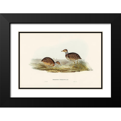Collared Plain Wanderer-Pedionomus torquatus Black Modern Wood Framed Art Print with Double Matting by Gould, John