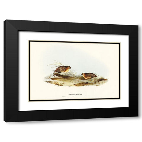 Swift-flying Hemipode-Hemipodius velox Black Modern Wood Framed Art Print with Double Matting by Gould, John