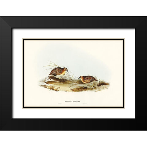 Swift-flying Hemipode-Hemipodius velox Black Modern Wood Framed Art Print with Double Matting by Gould, John