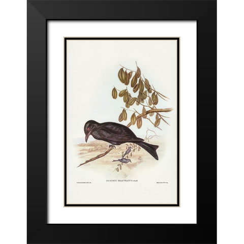 Spangled Drongo-Dicrurus bracteatus Black Modern Wood Framed Art Print with Double Matting by Gould, John