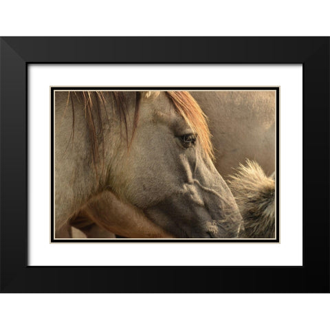Horse Grain Black Modern Wood Framed Art Print with Double Matting by The Yellowstone Collection