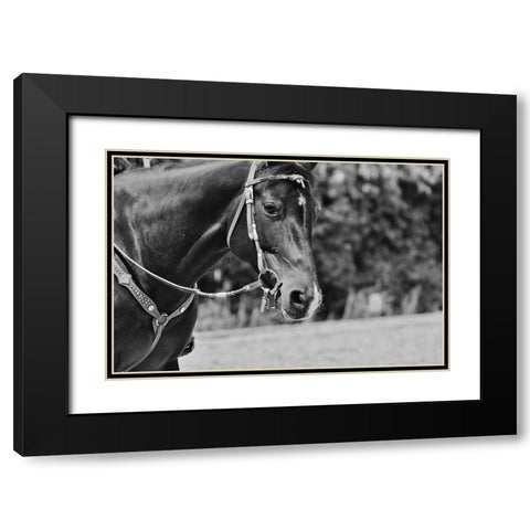 Horse in western bridle I Black Modern Wood Framed Art Print with Double Matting by The Yellowstone Collection