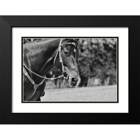 Horse in western bridle I Black Modern Wood Framed Art Print with Double Matting by The Yellowstone Collection