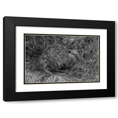 Beaver at Soda Butte Creek, Yellowstone National Park Black Modern Wood Framed Art Print with Double Matting by Frank, Jacob W.