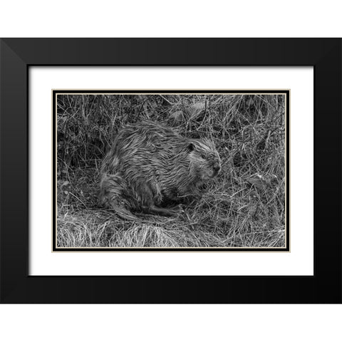 Beaver at Soda Butte Creek, Yellowstone National Park Black Modern Wood Framed Art Print with Double Matting by Frank, Jacob W.