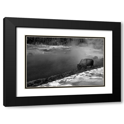 Bison at Terrace Spring, Yellowstone National Park Black Modern Wood Framed Art Print with Double Matting by Peaco, Jim