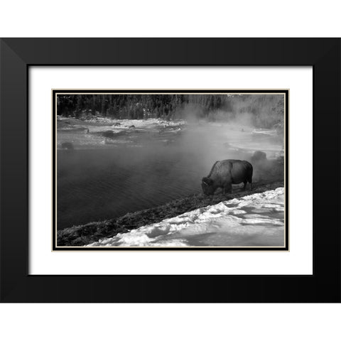 Bison at Terrace Spring, Yellowstone National Park Black Modern Wood Framed Art Print with Double Matting by Peaco, Jim