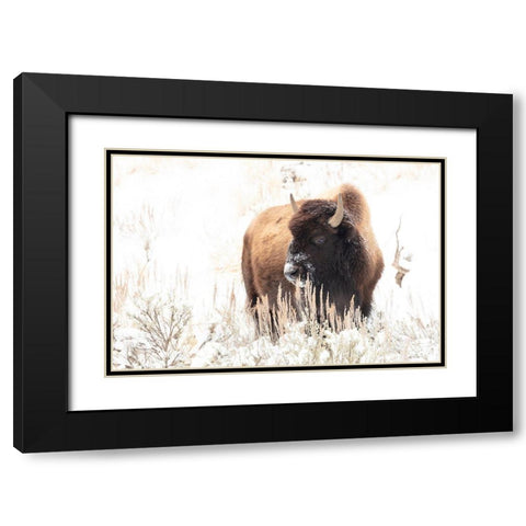Bison feeding in the snow, Yellowstone National Park Black Modern Wood Framed Art Print with Double Matting by Frank, Jacob W.