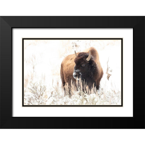 Bison feeding in the snow, Yellowstone National Park Black Modern Wood Framed Art Print with Double Matting by Frank, Jacob W.