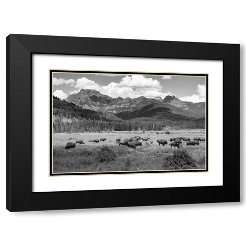 Bison grazing in Round Prairie, Yellowstone National Park Black Modern Wood Framed Art Print with Double Matting by Frank, Jacob W.