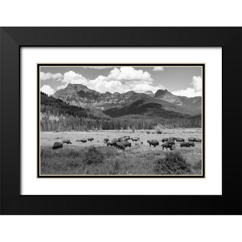 Bison grazing in Round Prairie, Yellowstone National Park Black Modern Wood Framed Art Print with Double Matting by Frank, Jacob W.