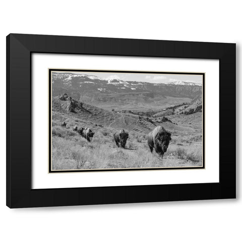 Bison at Gardiner Basin, Yellowstone National Park Black Modern Wood Framed Art Print with Double Matting by The Yellowstone Collection