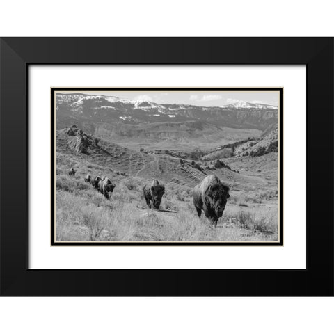 Bison at Gardiner Basin, Yellowstone National Park Black Modern Wood Framed Art Print with Double Matting by The Yellowstone Collection
