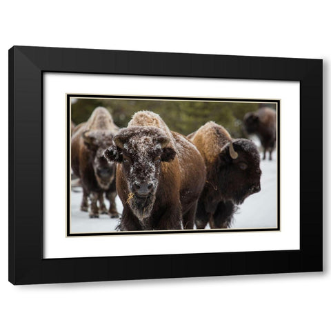 Bison, Norris Geyser Basin, Yellowstone National Park Black Modern Wood Framed Art Print with Double Matting by The Yellowstone Collection