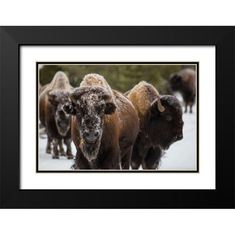 Bison, Norris Geyser Basin, Yellowstone National Park Black Modern Wood Framed Art Print with Double Matting by The Yellowstone Collection