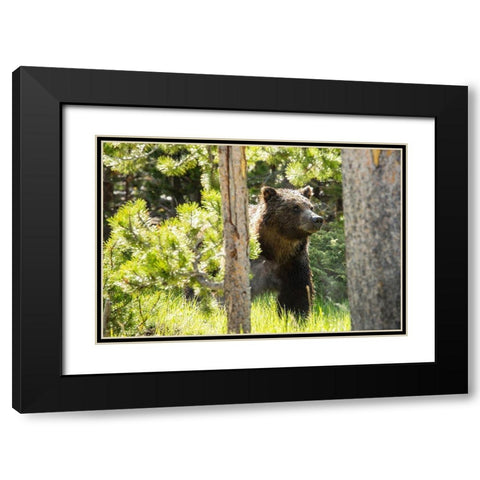 Grizzly near Swan Lake, Yellowstone National Park Black Modern Wood Framed Art Print with Double Matting by The Yellowstone Collection