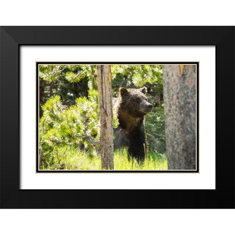 Grizzly near Swan Lake, Yellowstone National Park Black Modern Wood Framed Art Print with Double Matting by The Yellowstone Collection