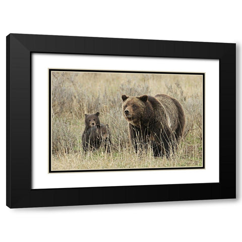 Grizzly Sow and Cubs near Fishing Bridge, Yellowstone National Park Black Modern Wood Framed Art Print with Double Matting by Peaco, Jim