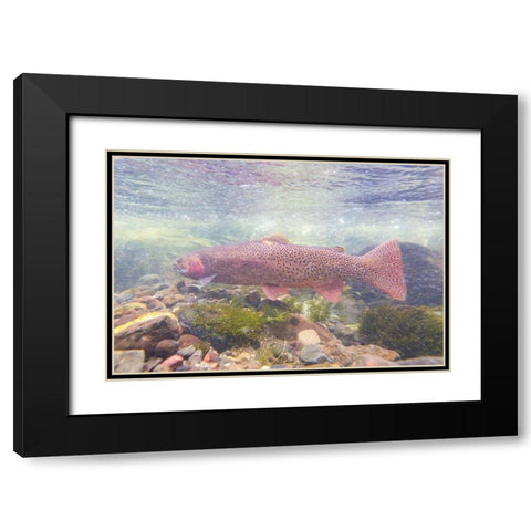 Spawning Yellowstone Cutthroat Trout, Yellowstone National Park Black Modern Wood Framed Art Print with Double Matting by Frank, Jacob W.