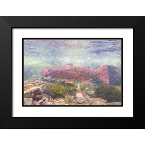 Spawning Yellowstone Cutthroat Trout, Yellowstone National Park Black Modern Wood Framed Art Print with Double Matting by Frank, Jacob W.