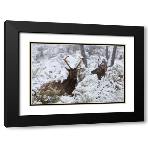 Young Bull Elk on Snowy Day, Yellowstone National Park Black Modern Wood Framed Art Print with Double Matting by The Yellowstone Collection