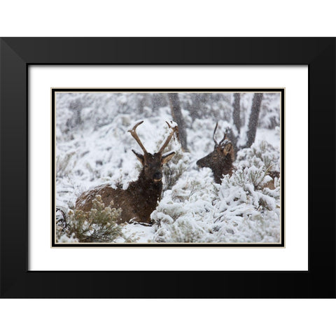 Young Bull Elk on Snowy Day, Yellowstone National Park Black Modern Wood Framed Art Print with Double Matting by The Yellowstone Collection