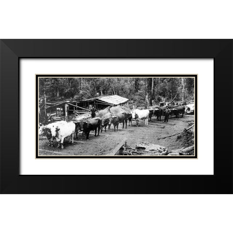Logging with Ox Teams Black Modern Wood Framed Art Print with Double Matting by Vintage Photography