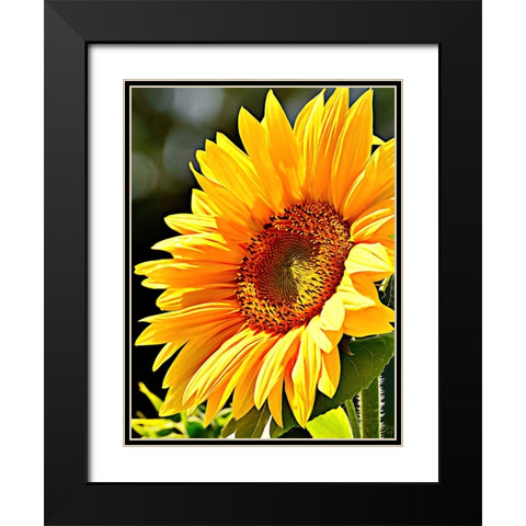 Sunflower Black Modern Wood Framed Art Print with Double Matting by Alpenglow Workshop