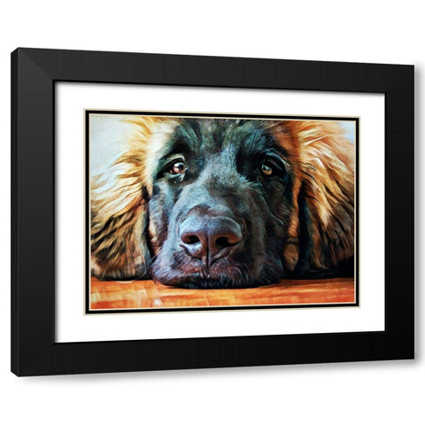 Leonberger Puppy Pout Black Modern Wood Framed Art Print with Double Matting by Aldridge, Ashley
