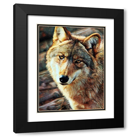 Gray Wolf Glare Black Modern Wood Framed Art Print with Double Matting by Aldridge, Ashley