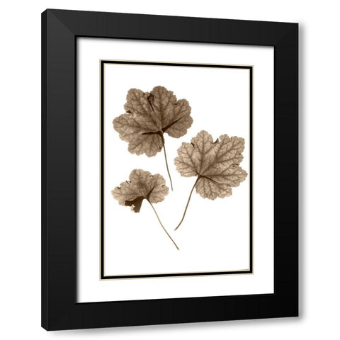 Heucher Black Modern Wood Framed Art Print with Double Matting by Stalus, Judy