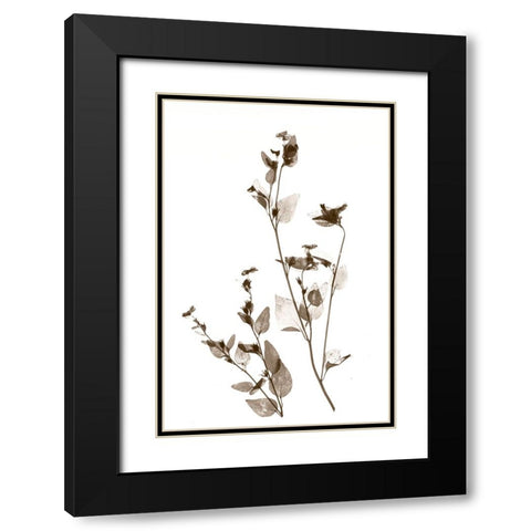 Wild Flower Black Modern Wood Framed Art Print with Double Matting by Stalus, Judy