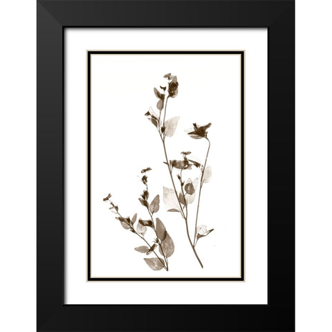 Wild Flower Black Modern Wood Framed Art Print with Double Matting by Stalus, Judy