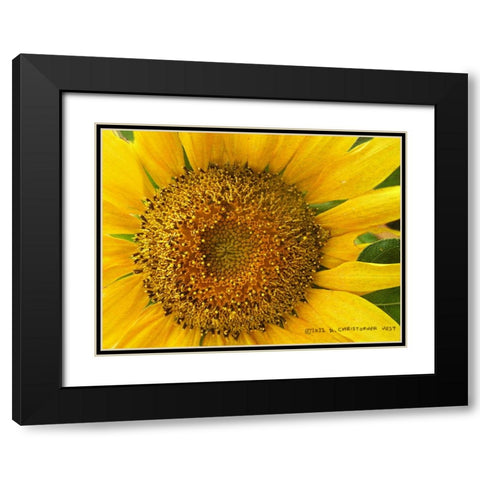 Macro Sunflower Black Modern Wood Framed Art Print with Double Matting by Vest, Christopher