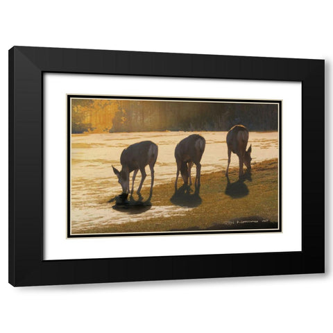 Deer Grazing at City Park Black Modern Wood Framed Art Print with Double Matting by Vest, Christopher