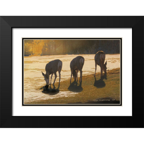 Deer Grazing at City Park Black Modern Wood Framed Art Print with Double Matting by Vest, Christopher