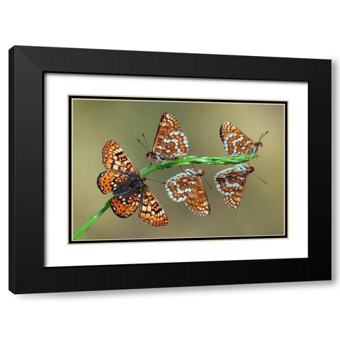 Doncella de Ondas Rojas Black Modern Wood Framed Art Print with Double Matting by Hoffman, Jimmy