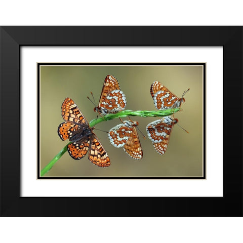 Doncella de Ondas Rojas Black Modern Wood Framed Art Print with Double Matting by Hoffman, Jimmy