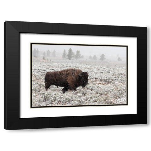Late Fall Yellowstone Black Modern Wood Framed Art Print with Double Matting by Forns, Alfred