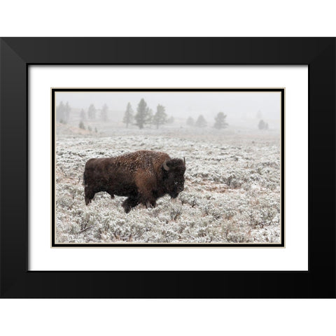Late Fall Yellowstone Black Modern Wood Framed Art Print with Double Matting by Forns, Alfred