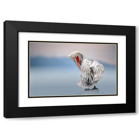 Dalmatian pelican at dawn Black Modern Wood Framed Art Print with Double Matting by Ortega, Xavier