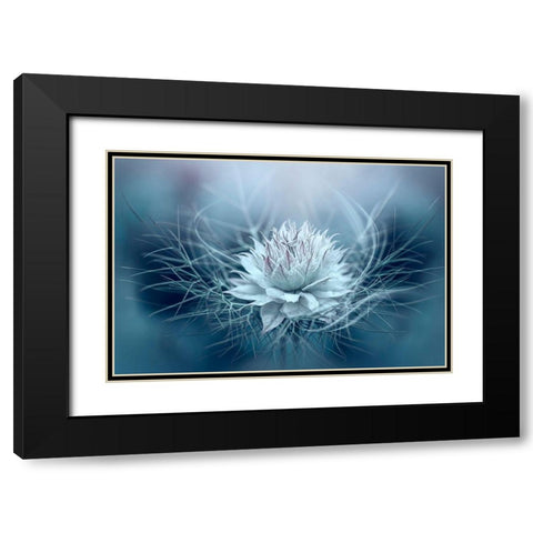 Love-in-a-mist Black Modern Wood Framed Art Print with Double Matting by Parker, Jacky