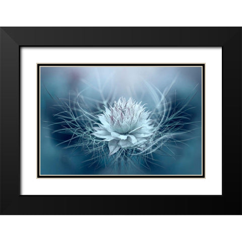 Love-in-a-mist Black Modern Wood Framed Art Print with Double Matting by Parker, Jacky