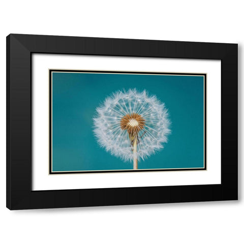 Dandelion Black Modern Wood Framed Art Print with Double Matting by Hamiti, Bess