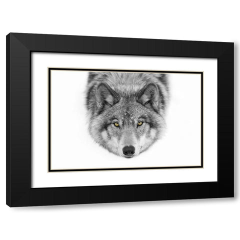 Yellow eyes Timber Wolf Black Modern Wood Framed Art Print with Double Matting by Cumming, Jim